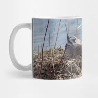 Canada Geese Nesting. Mug